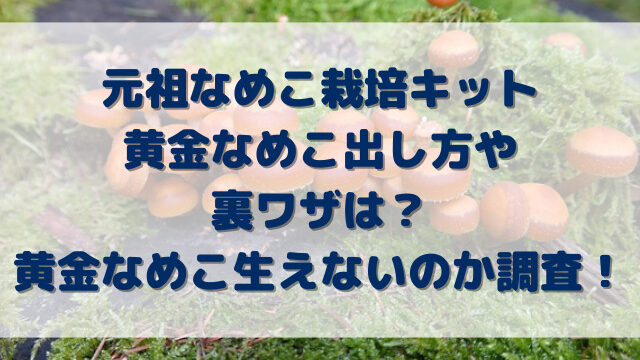 元祖なめこ栽培キット黄金なめこ出し方や裏ワザは？レアなめこ生えないのか調査！