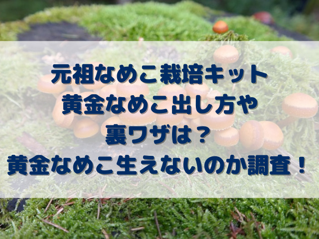 元祖なめこ栽培キット黄金なめこ出し方や裏ワザは？レアなめこ生えないのか調査！